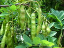 شجرة الجراد، Fales Acacia 
